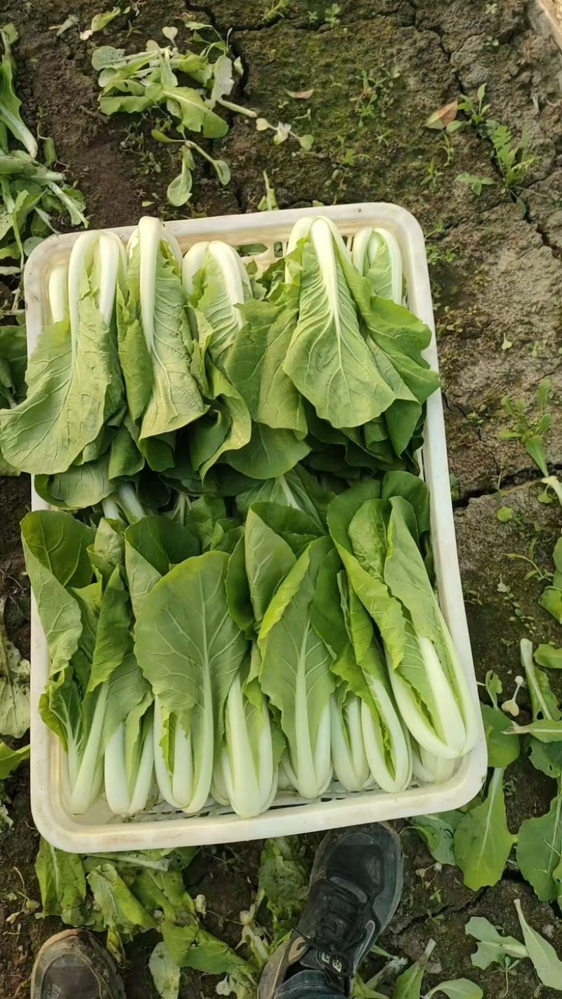 小白菜大量上市，产地直发，品质有保障，欢迎咨询下单