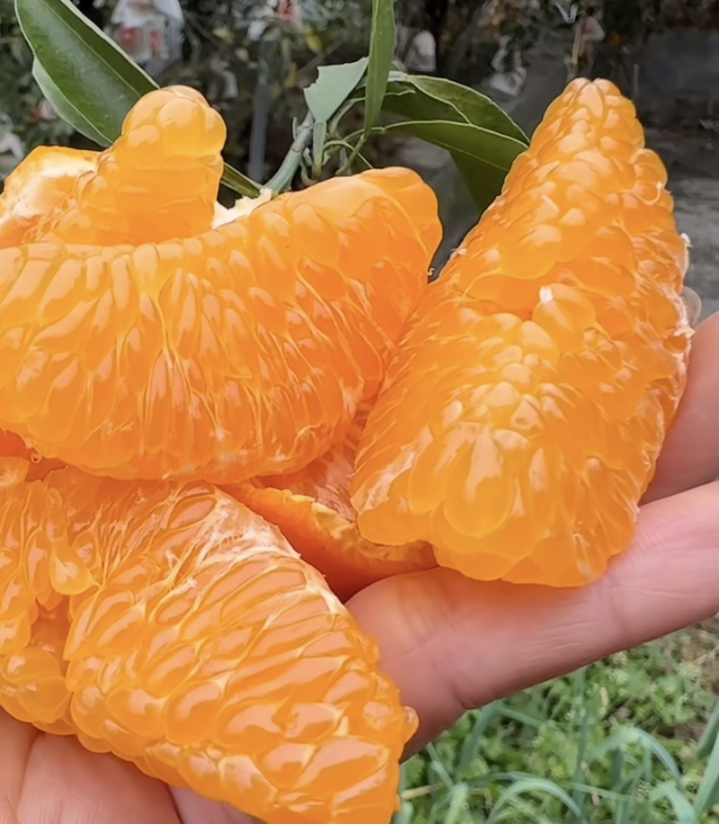 爱媛果冻橙🍊爱媛38号产地直发品质保障汁多味美对接全国