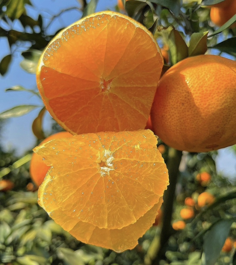 爱媛果冻橙🍊爱媛38号产地直发品质保障汁多味美对接全国