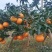 爱媛果冻橙🍊爱媛38号产地直发品质保障汁多味美对接全国
