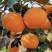 爱媛果冻橙🍊爱媛38号产地直发品质保障汁多味美对接全国