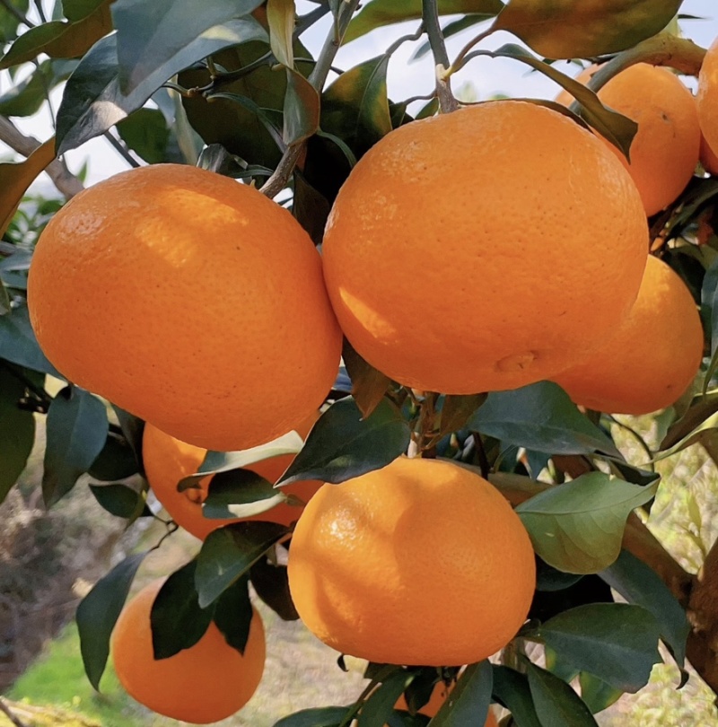 爱媛果冻橙🍊爱媛38号产地直发品质保障汁多味美对接全国