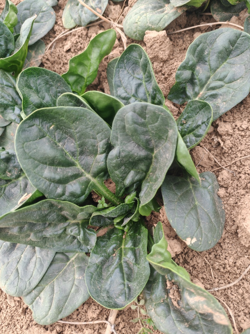 精品河南趴地菠菜红根菠菜专业代办按需配货可视频看货
