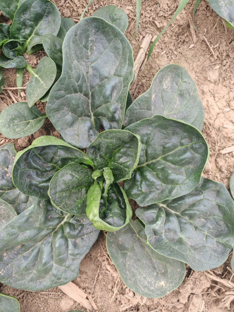 精品河南趴地菠菜红根菠菜专业代办按需配货可视频看货