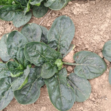 精品河南趴地菠菜红根菠菜专业代办按需配货可视频看货