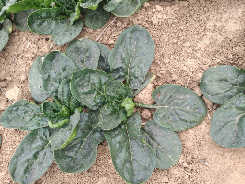 精品河南趴地菠菜红根菠菜专业代办按需配货可视频看货