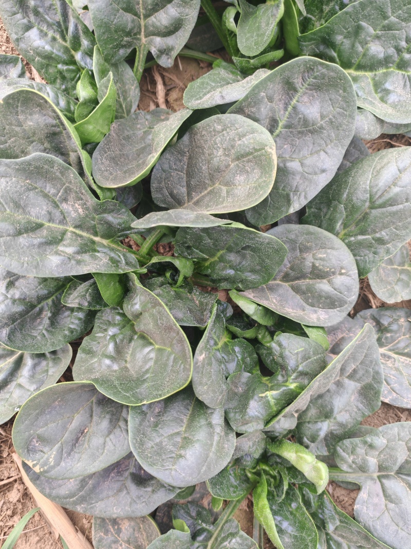 精品河南趴地菠菜红根菠菜专业代办按需配货可视频看货