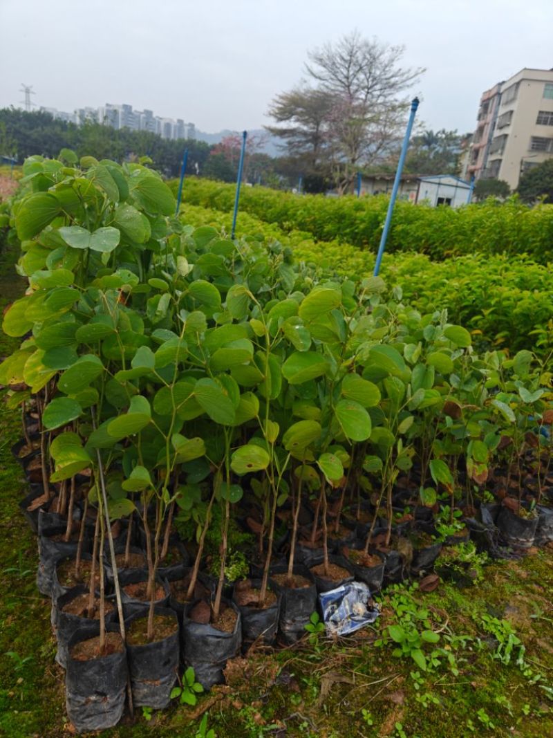 宫粉紫荆小袋苗木