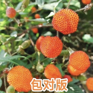 四季奶油泡组培苗