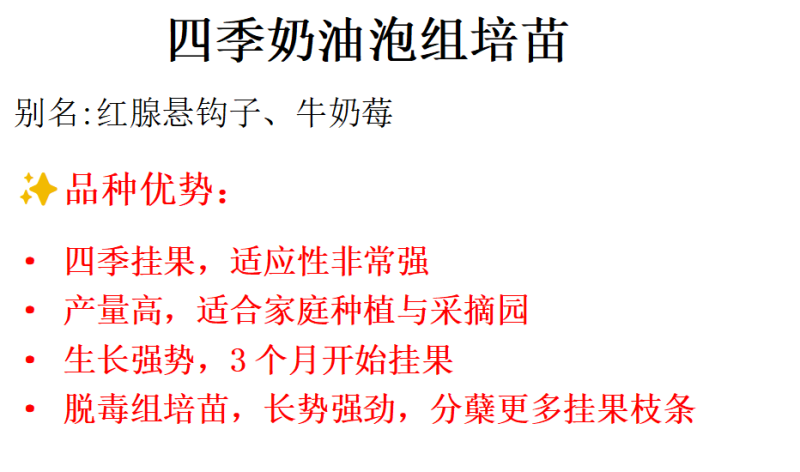 四季奶油泡组培苗