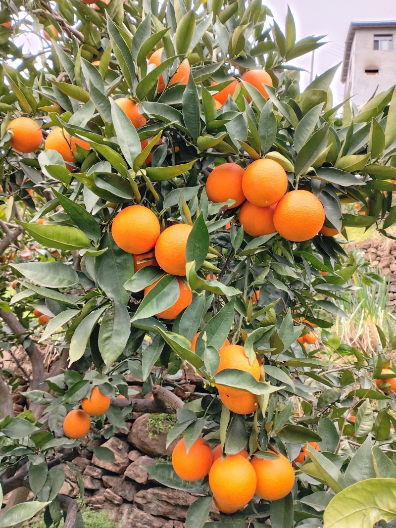 夏橙之乡