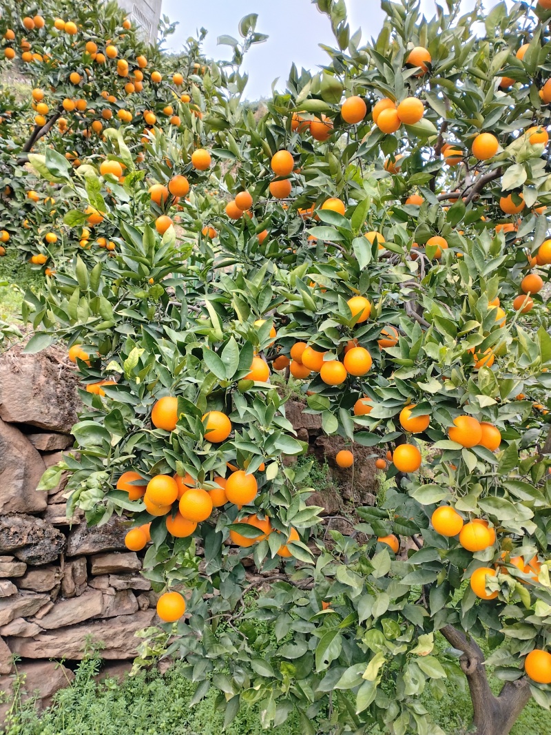 夏橙之乡