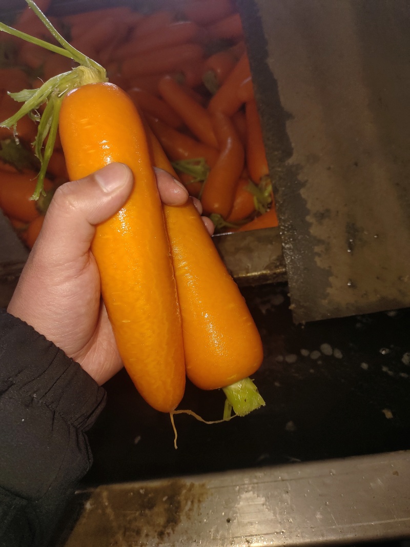 精品红萝卜，货源充足质量保证各种规格齐全。
