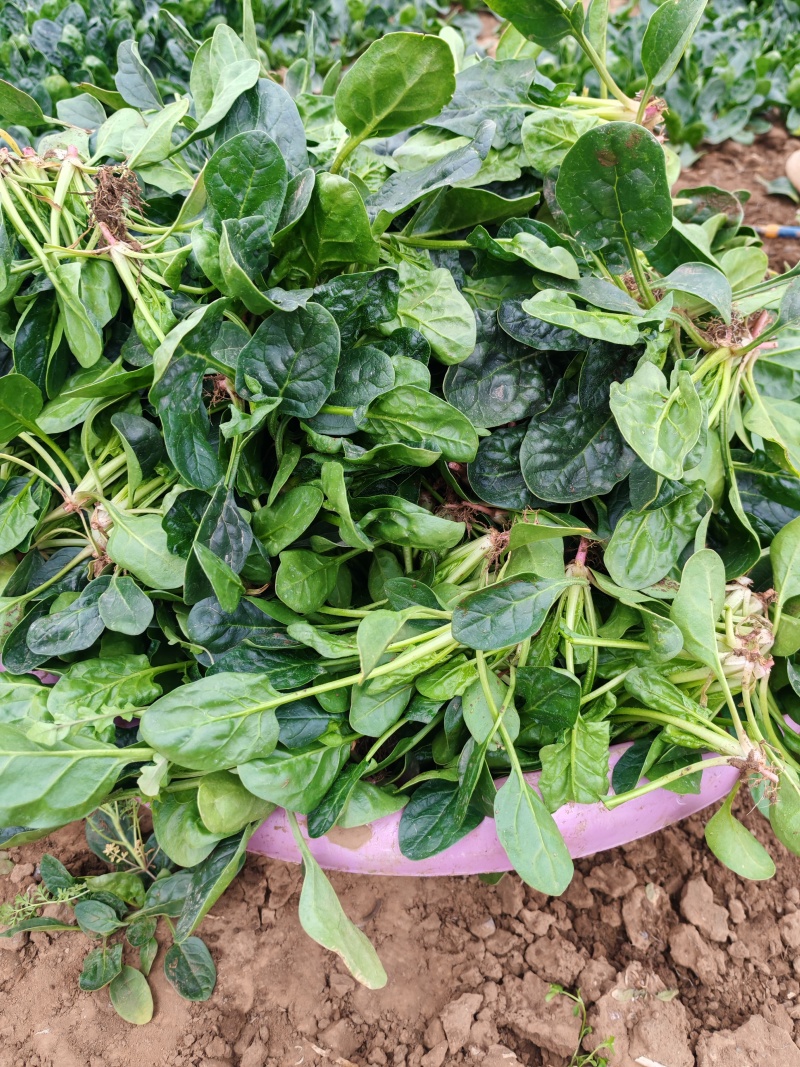 河南平顶山汝州菠菜，通货，打捆，袋装，支持商超视频看货