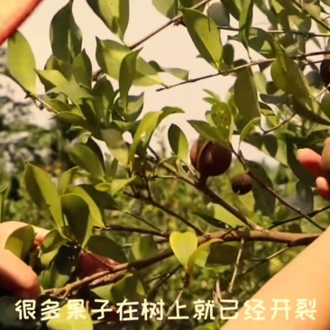 湖南省怀化市山茶油