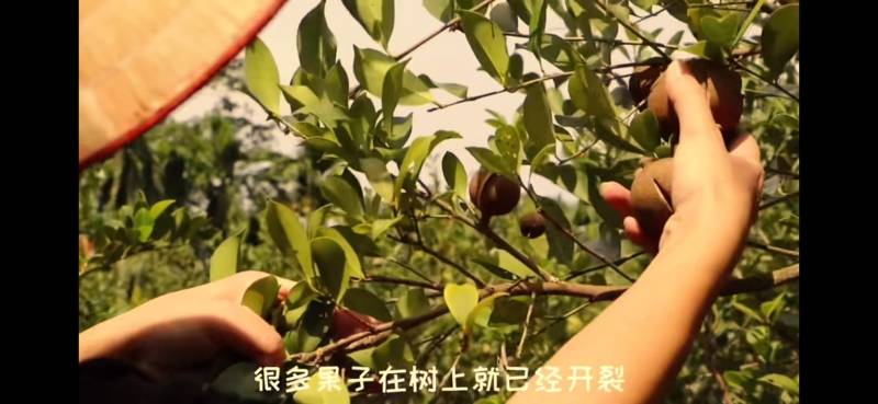 湖南省怀化市山茶油