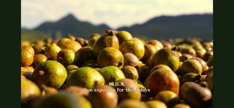湖南省怀化市山茶油
