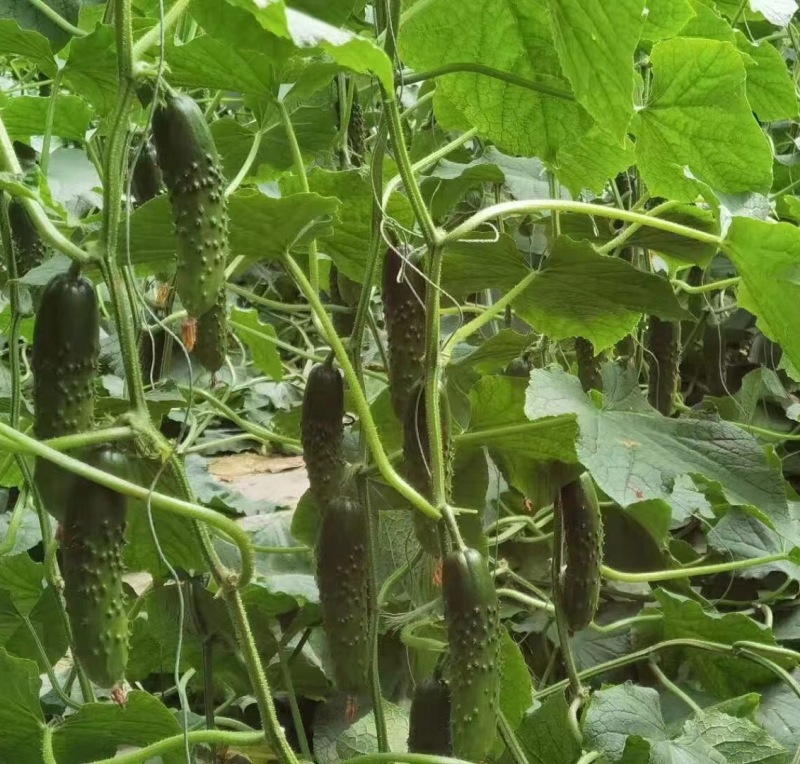 【推荐】山东寿光旱黄瓜苗/苗场直发/视频看货/电询