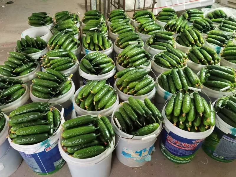 【推荐】山东寿光旱黄瓜苗/苗场直发/视频看货/电询
