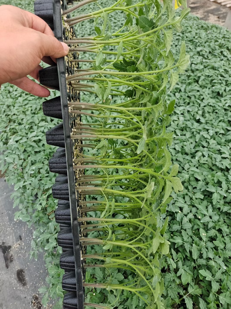 【推荐】山东大果硬粉番茄种苗/视频看货/品质保证/电询