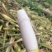 精品广东茭白大量供应，一手货源，产地批发现货供应