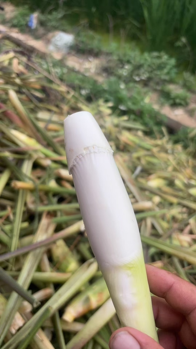 精品广东茭白大量供应，一手货源，产地批发现货供应