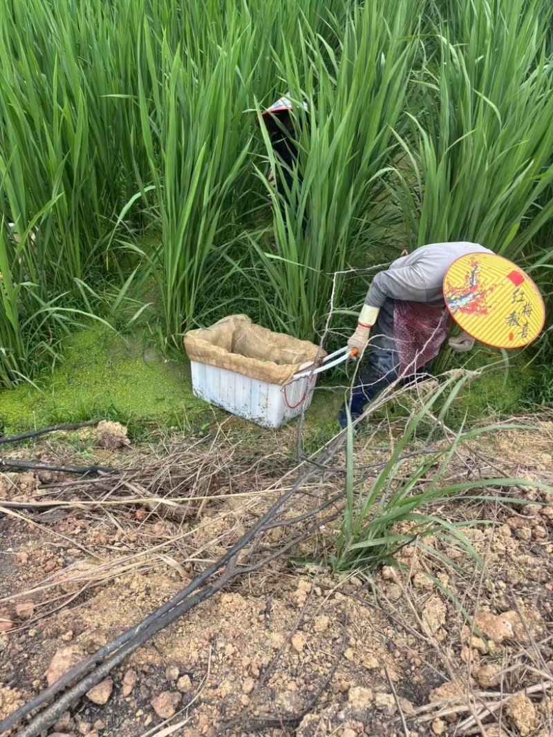 精品广东茭白大量供应，一手货源，产地批发现货供应