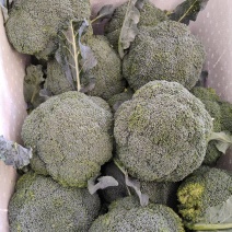 西兰花大量供应，全国发货，对接市场.商超.电商食堂各平台