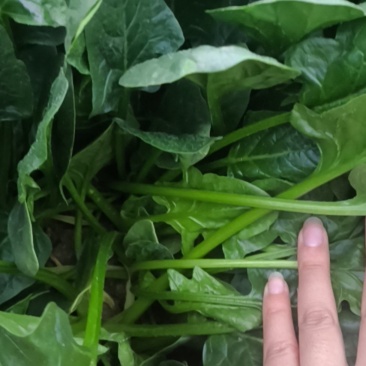 有没有曹县邵庄的老板收购精品菠菜？大叶菠菜，可议价