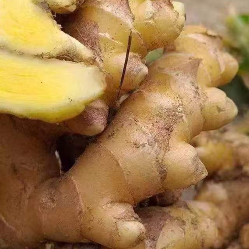 河南精品大黄姜源头种植/冷库存放/量大从优/可视频看货
