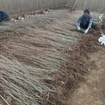 金叶榆基地金叶榆产地直销