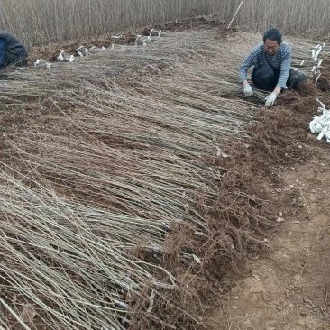 金叶榆基地金叶榆产地直销