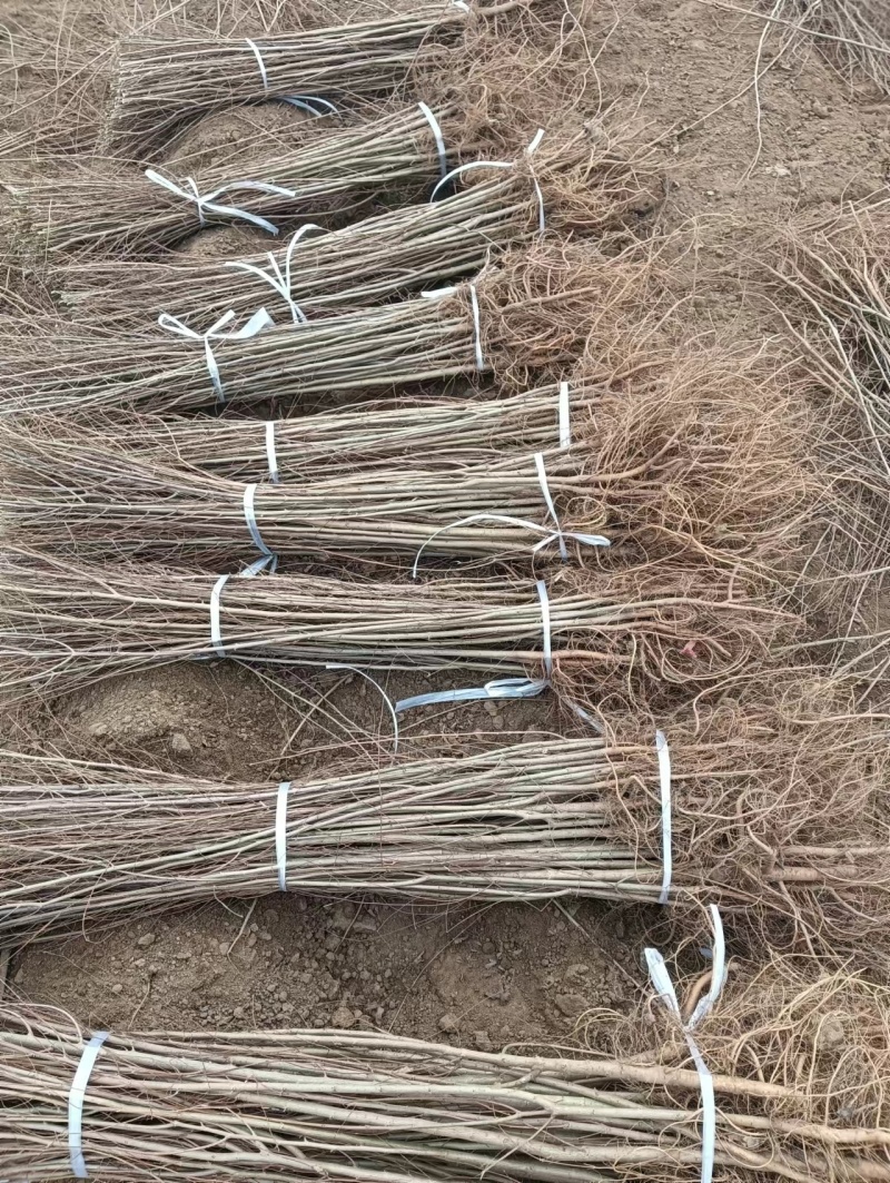 金叶榆基地金叶榆产地直销