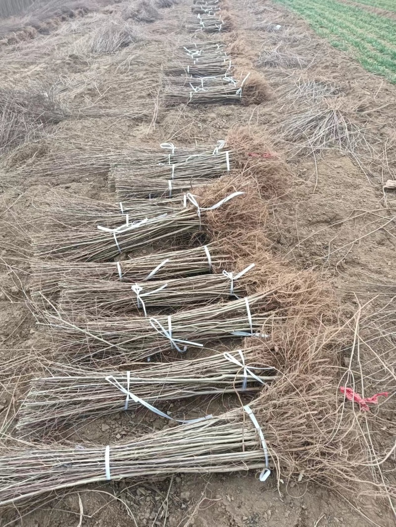 金叶榆基地金叶榆产地直销