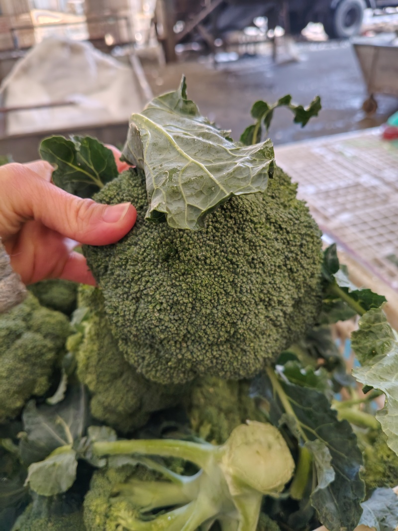 西兰花大量供应，全国发货，对接市场.商超.电商食堂各平台
