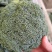 西兰花大量供应，全国发货，对接市场.商超.电商食堂各平台
