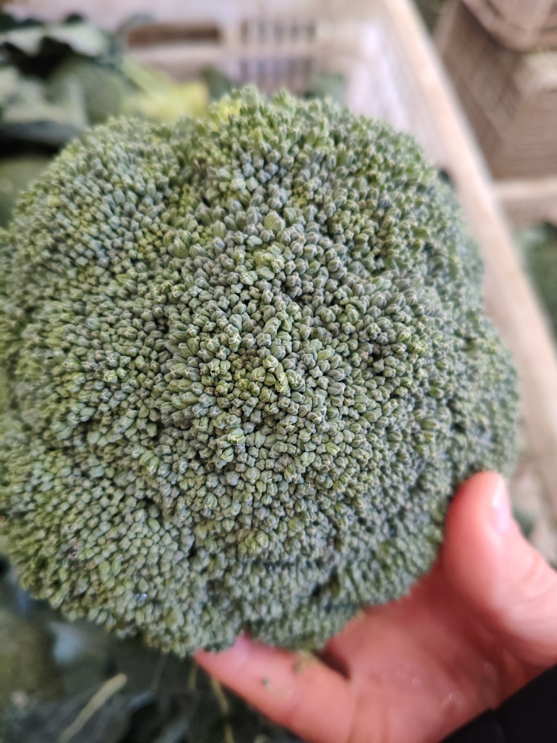 西兰花大量供应，全国发货，对接市场.商超.电商食堂各平台