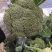 西兰花大量供应，全国发货，对接市场.商超.电商食堂各平台