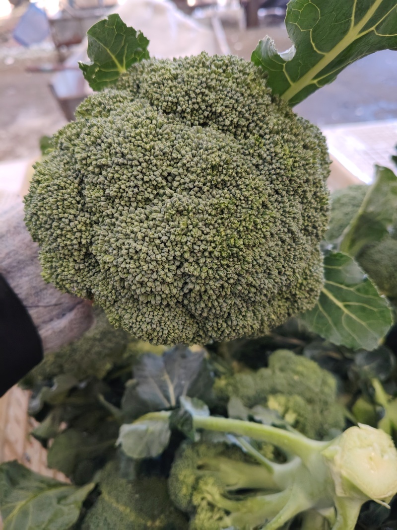 西兰花大量供应，全国发货，对接市场.商超.电商食堂各平台