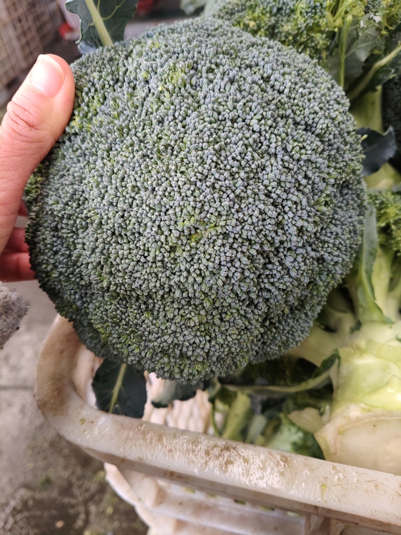 西兰花大量供应，全国发货，对接市场.商超.电商食堂各平台