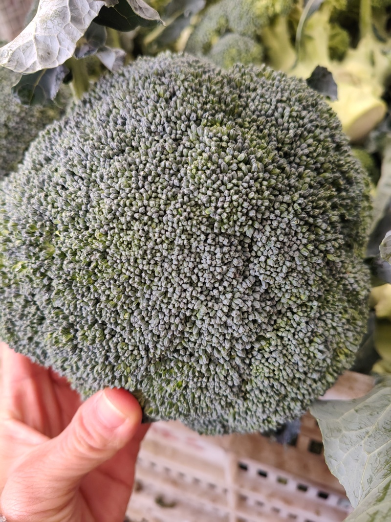 西兰花大量供应，全国发货，对接市场.商超.电商食堂各平台