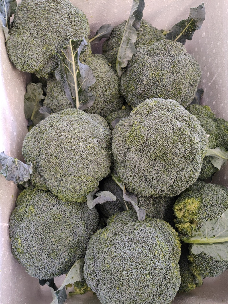 西兰花大量供应，全国发货，对接市场.商超.电商食堂各平台