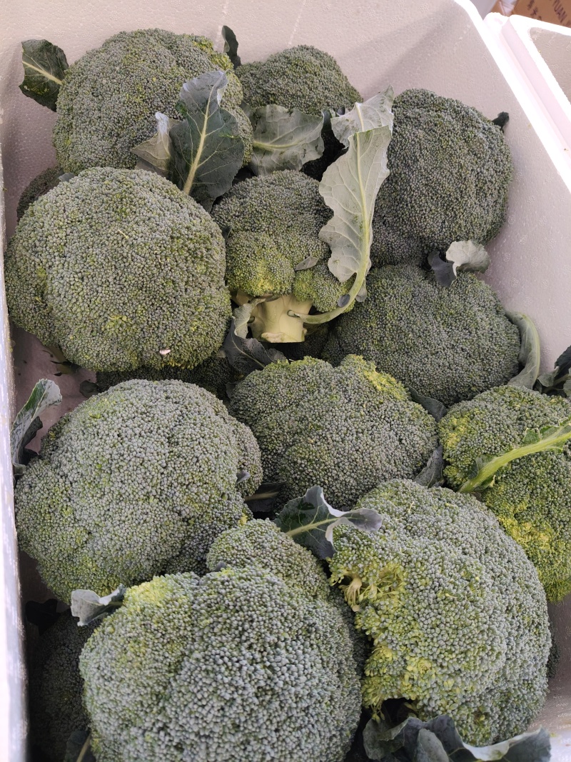 西兰花大量供应，全国发货，对接市场.商超.电商食堂各平台