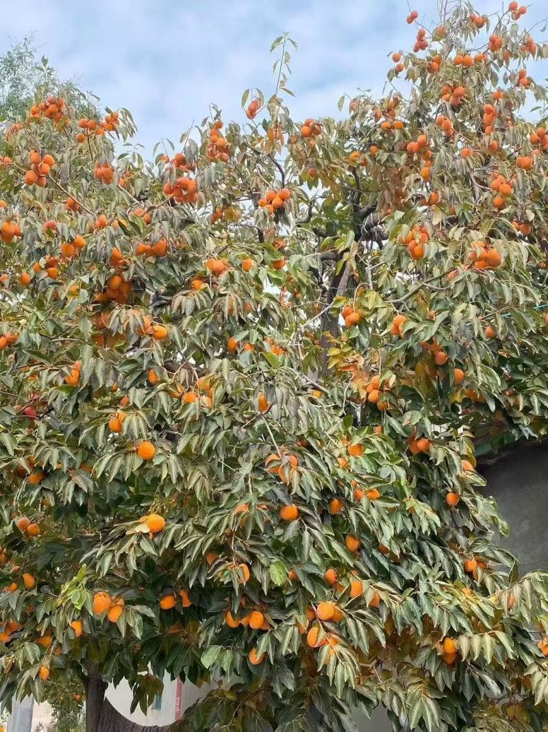 工厂现货供应当年鲜柿饼