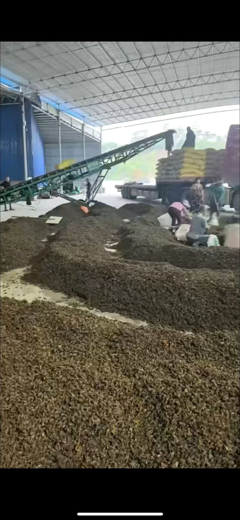烘干沙姜