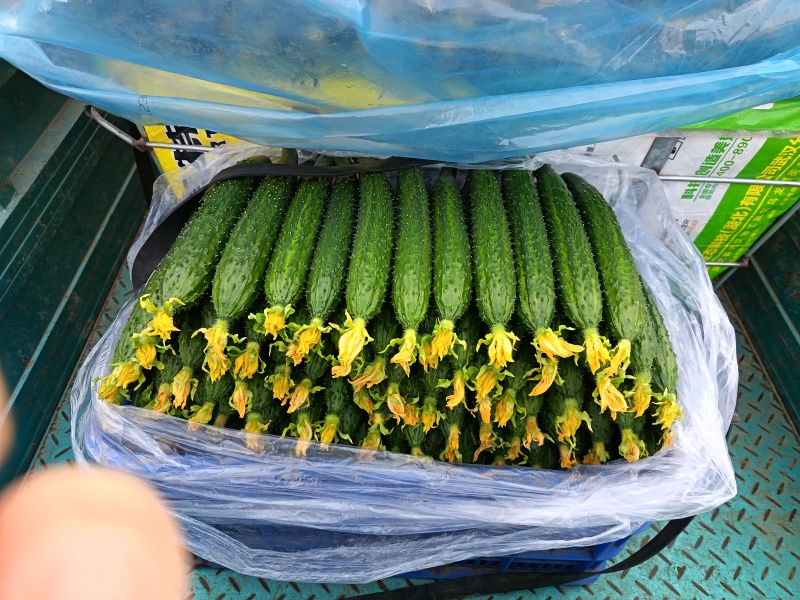 兰陵产区密刺黄瓜通货精品干花鲜花食堂货