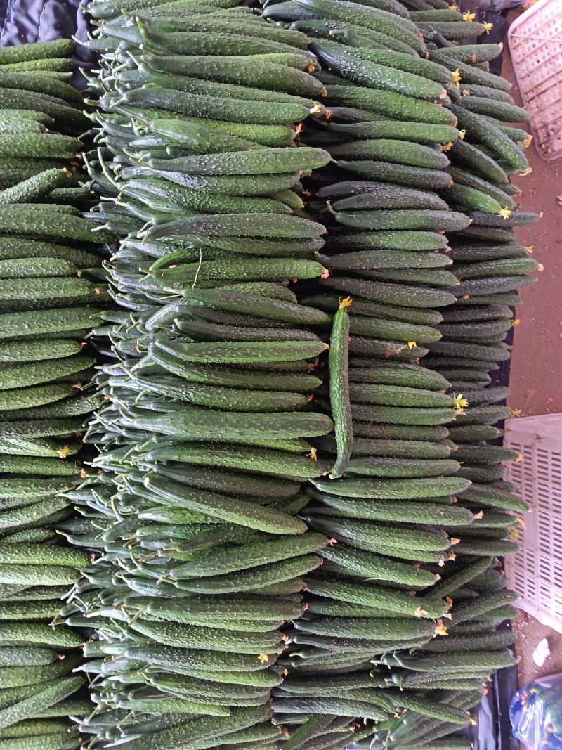 兰陵产区密刺黄瓜通货精品干花鲜花食堂货