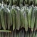 兰陵产区密刺黄瓜通货精品干花鲜花食堂货