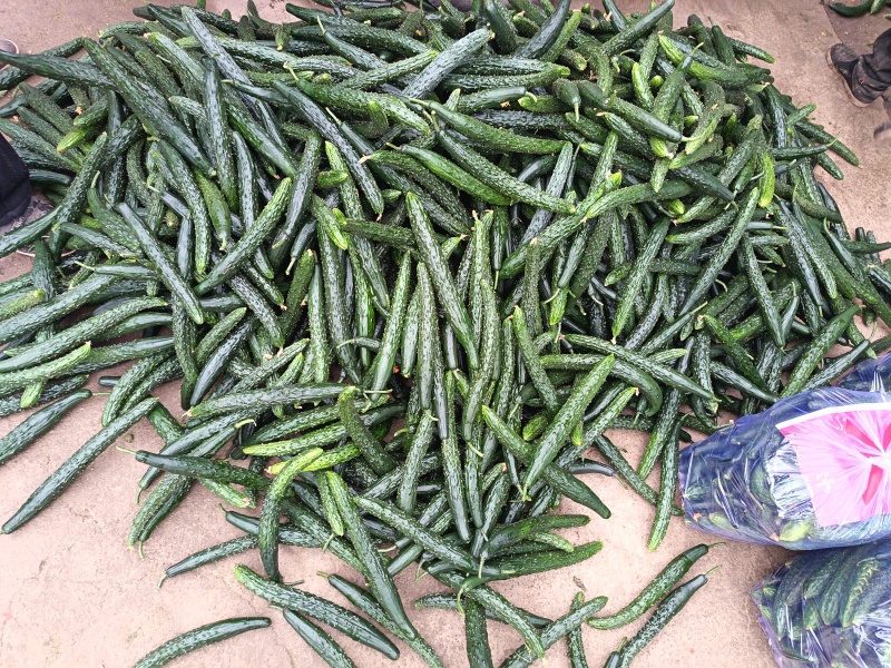 兰陵产区密刺黄瓜通货精品干花鲜花食堂货