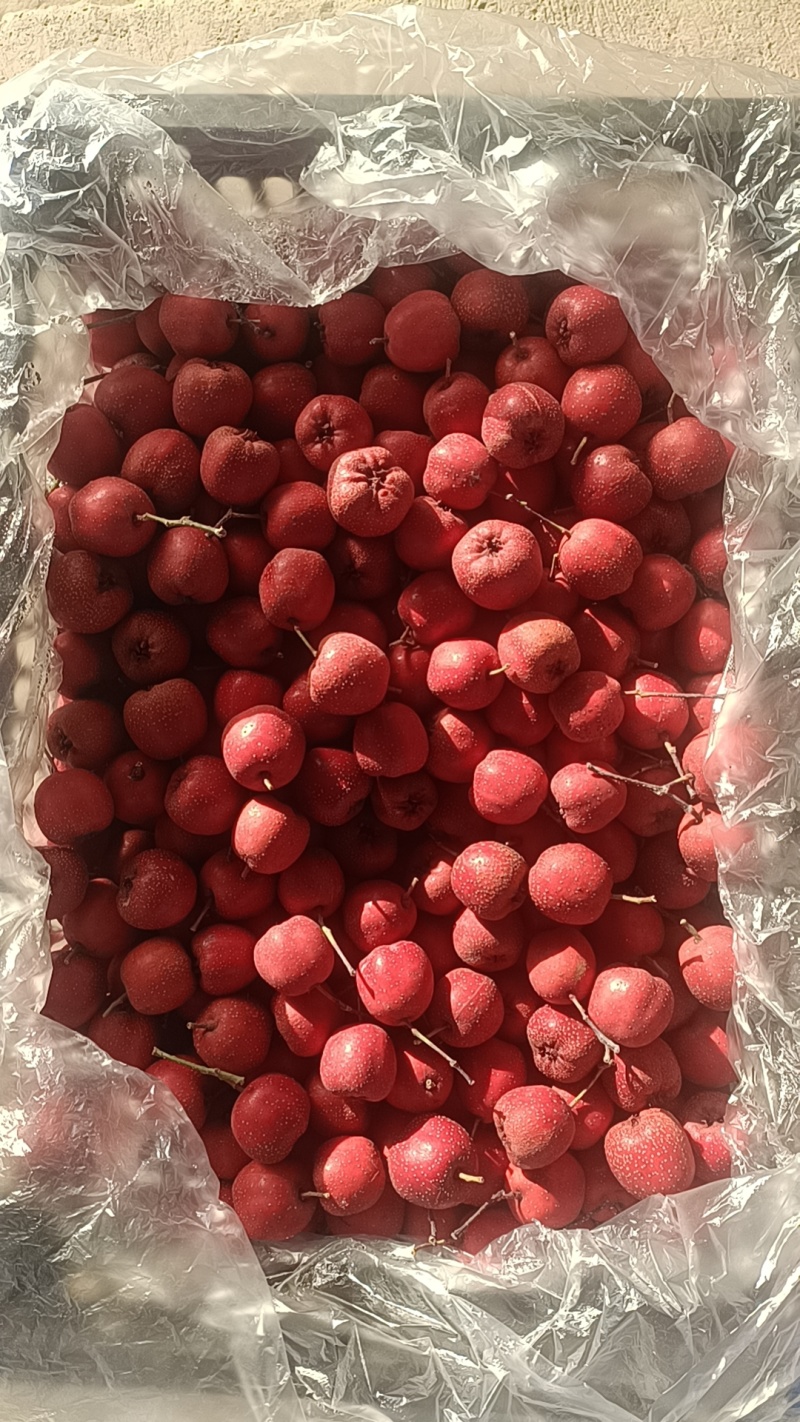 精品山楂